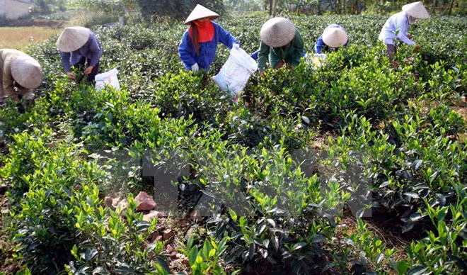 Eliminación del hambre y reducción de la pobreza a través de té ảnh 1 Eliminación del hambre y reducción de la pobreza a través de té ảnh 1
