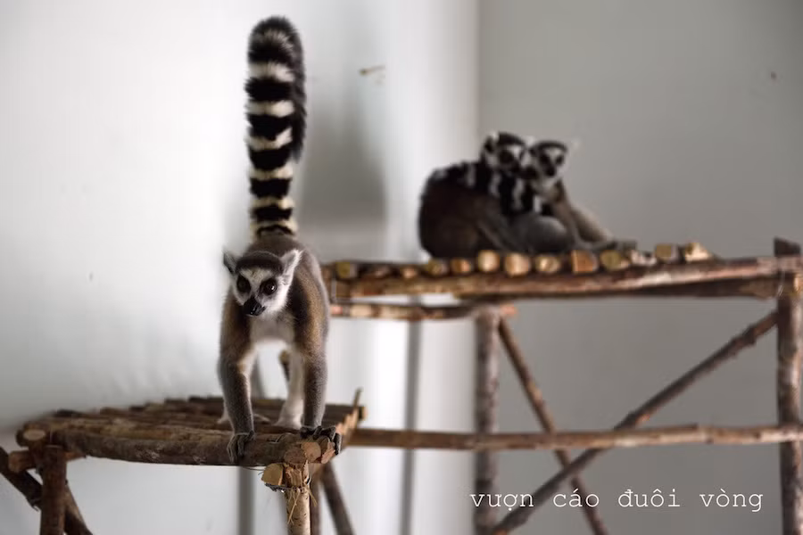 Vietnam tiene su primer parque Safari zoológico ảnh 5