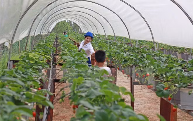 Concede Canadá asistencia financiera a agricultores vietnamitas ảnh 1