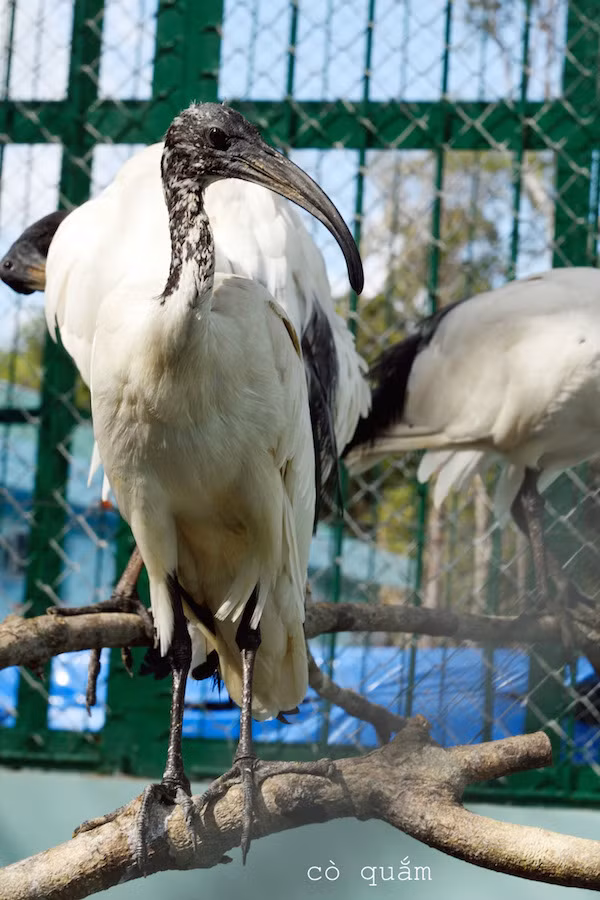 Vietnam tiene su primer parque Safari zoológico ảnh 4