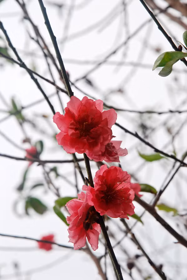 Atmosfera de Año Nuevo Lunar llega temprano a aldea de flores Nhat Tan ảnh 4