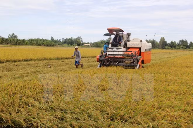 Vietnam será un gran productor agrícola en Sudeste Asiático ảnh 1 Vietnam será un gran productor agrícola en Sudeste Asiático ảnh 1