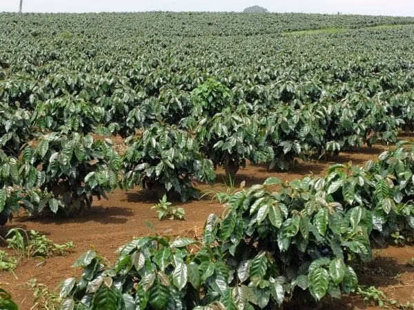 Caficultores vietnamitas y la cuestión de mejorar calidad de productos ảnh 1 Caficultores vietnamitas y la cuestión de mejorar calidad de productos ảnh 1