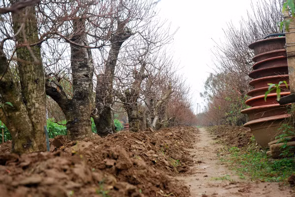 Atmosfera de Año Nuevo Lunar llega temprano a aldea de flores Nhat Tan ảnh 3