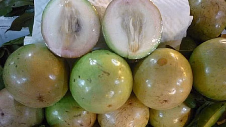 Vietnam continúa exportando caimito a Estados Unidos ảnh 1