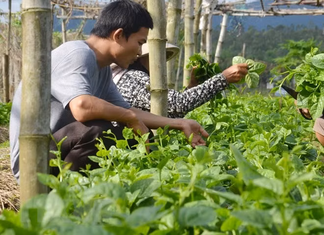 Ciudad vietnamita de Can Tho coopera con Países Bajos en desarrollo sostenible de agricultura ảnh 1