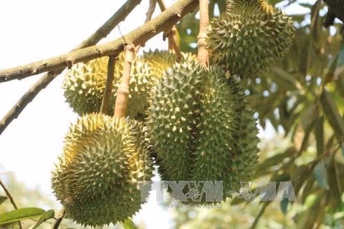 Malasia promueve cultivo de durián para responder a alta demanda de China ảnh 1