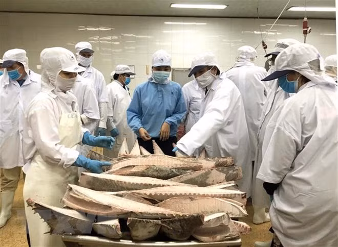 Parlamento Europeo aprecia esfuerzos de Vietnam contra la pesca ilegal ảnh 1