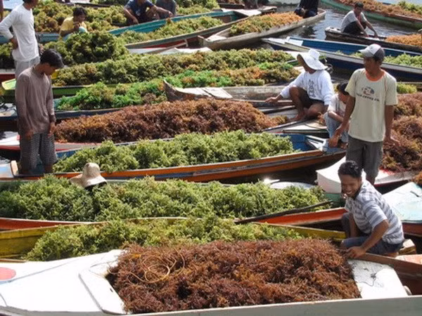 Indonesia, gran proveedor de algas del mundo ảnh 1 Indonesia, gran proveedor de algas del mundo ảnh 1