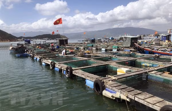 Vietnam emite programa nacional de desarrollo acuícola en 2021-2030 ảnh 1 Vietnam emite programa nacional de desarrollo acuícola en 2021-2030 ảnh 1