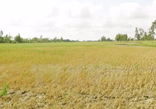 Discuten medidas de enfrentamiento al cambio climático en delta del Mekong ảnh 1 Discuten medidas de enfrentamiento al cambio climático en delta del Mekong ảnh 1