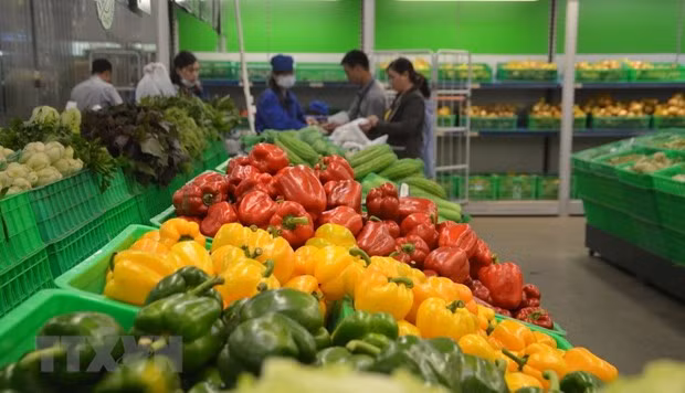 China se mantiene como mayor importador de frutas y verduras vietnamitas ảnh 1 China se mantiene como mayor importador de frutas y verduras vietnamitas ảnh 1