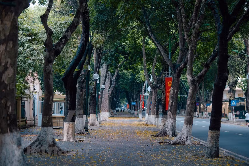 Árbol de dracontomelon, especialidad de Hanoi ảnh 1