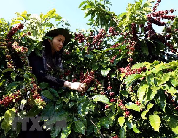Vietnam, segundo mayor proveedor de café en el mundo ảnh 1