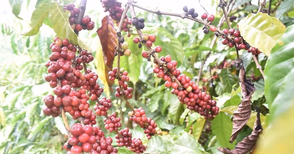 UKVFTA apoya expansión de sector cafetero vietnamita en mercado de Reino Unido ảnh 1
