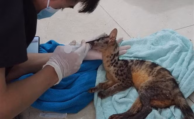 Rescatan en provincia vietnamita animales en peligro de extinción ảnh 1