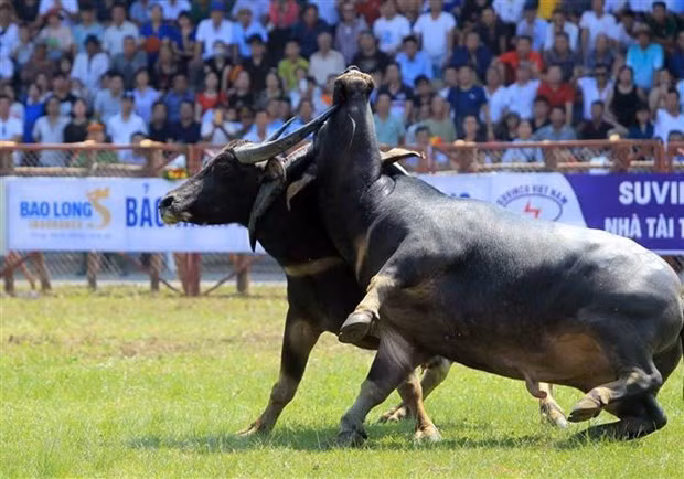 Celebran Festival de Lucha de Búfalos en ciudad vietnamita de Hai Phong ảnh 2