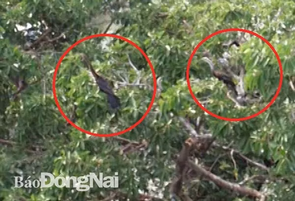 Descubren en provincia vietnamita de Dong Nai valiosa especie de ave ảnh 1