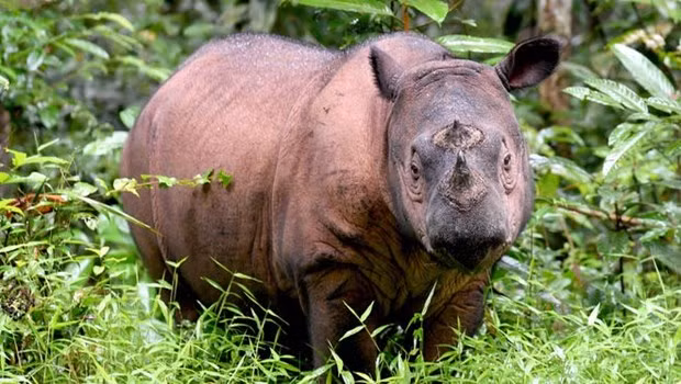  Muere el último rinoceronte de Sumatra en Malasia ảnh 1