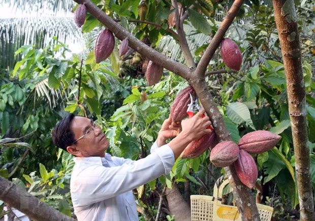 Exportan primer lote de cacao orgánico vietnamita a Japón ảnh 1 Exportan primer lote de cacao orgánico vietnamita a Japón ảnh 1