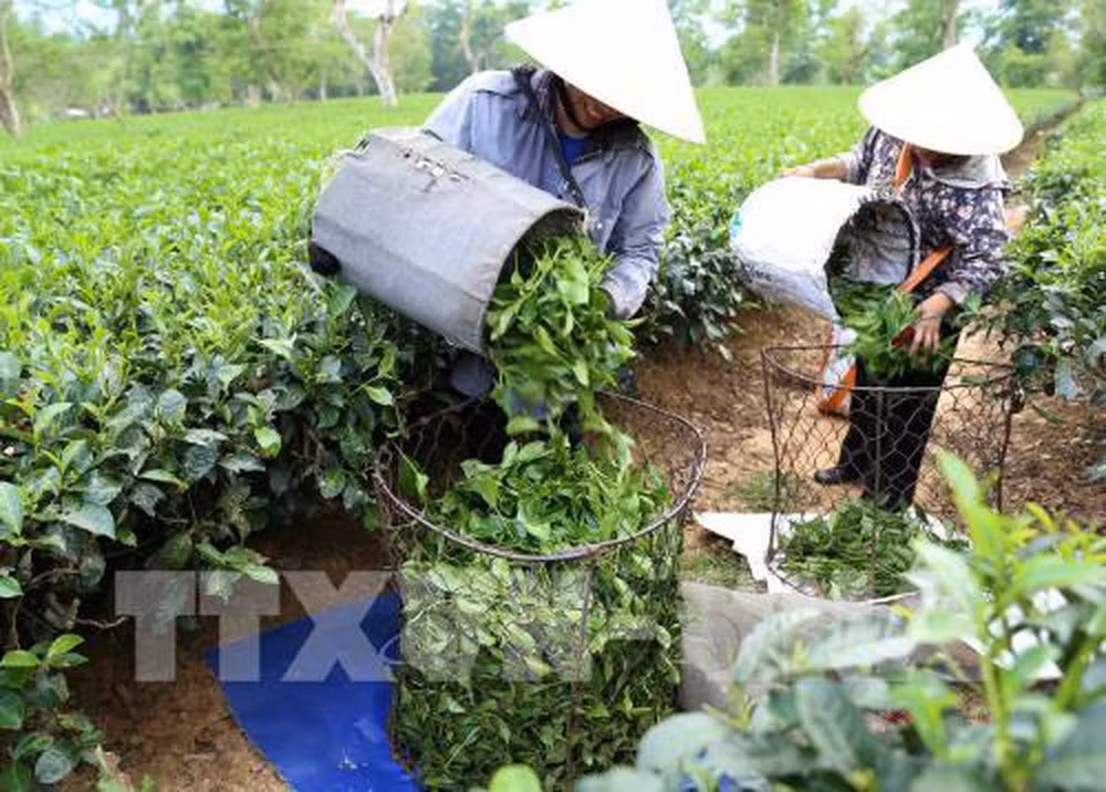 Aumentaron más del 14 por ciento las exportaciones vietnamitas de té ảnh 1 Aumentaron más del 14 por ciento las exportaciones vietnamitas de té ảnh 1