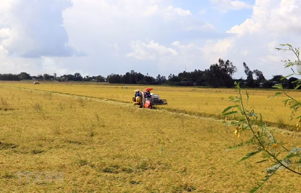 Provincia vietnamita de Thai Binh produce arroz de alto valor económico ảnh 1
