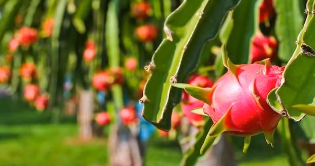 Vietnam busca medidas para llevar pitahaya a la India y Pakistán ảnh 1