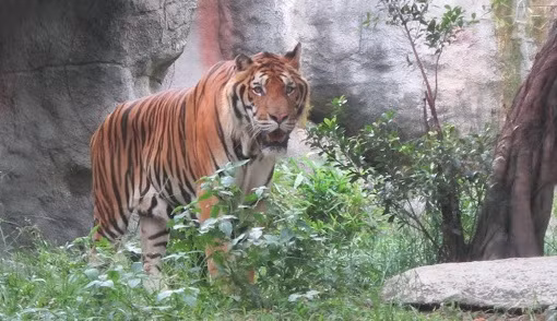 Debaten soluciones para conservación del tigre en Vietnam ảnh 1 Debaten soluciones para conservación del tigre en Vietnam ảnh 1