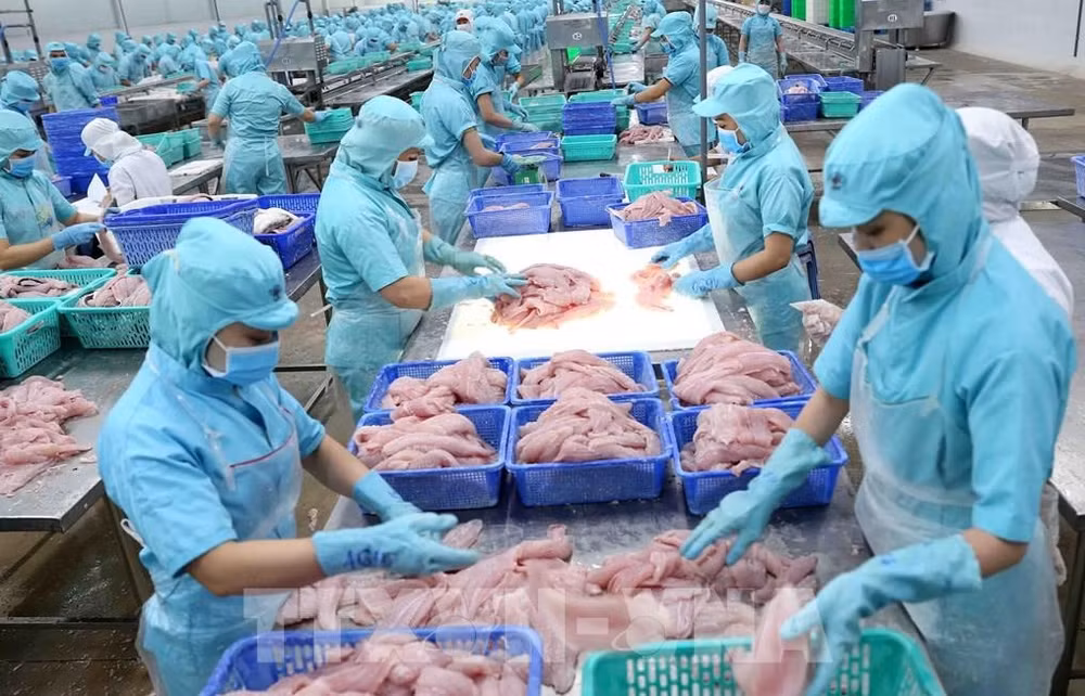Publican informe sobre impacto económico de pesca ilegal, no documentada y no reglamentada en Vietnam ảnh 1 Publican informe sobre impacto económico de pesca ilegal, no documentada y no reglamentada en Vietnam ảnh 1