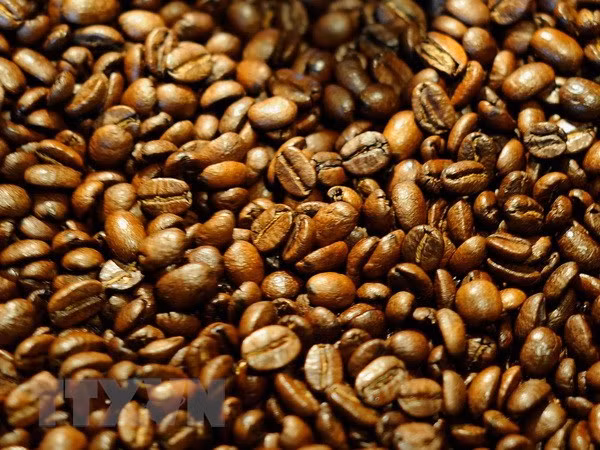 Aumenta precio de exportación de café arábica de Vietnam ảnh 1