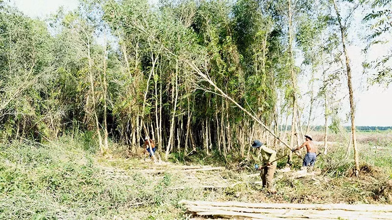 Vietnam por crear área estable de materias primas para industria de procesamiento maderero ảnh 2 Vietnam por crear área estable de materias primas para industria de procesamiento maderero ảnh 2