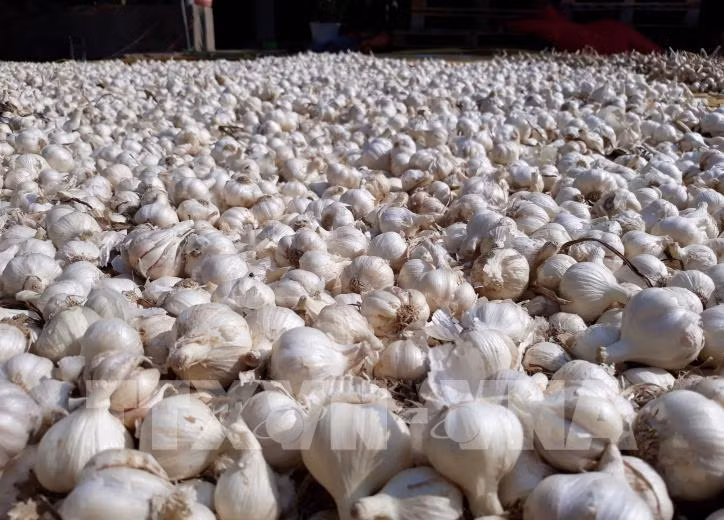 Indonesia reducirá un 40% las importaciones de ajo en 2024 ảnh 1