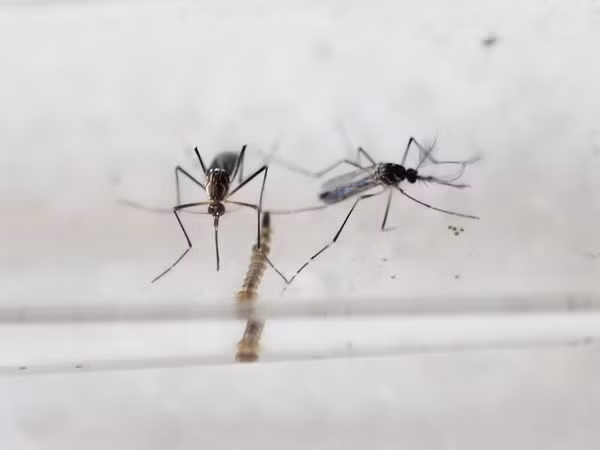 Vietnam acelera supervisar para detectar en breve casos sospechosos del virus Zika ảnh 1 Vietnam acelera supervisar para detectar en breve casos sospechosos del virus Zika ảnh 1
