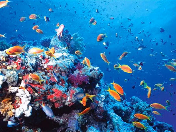 Requieren plan maestro para conservación de biodiversidad marina en Vietnam ảnh 1 Requieren plan maestro para conservación de biodiversidad marina en Vietnam ảnh 1