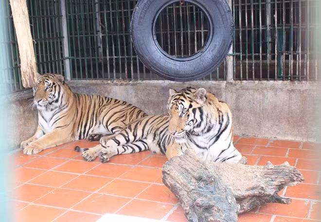 ONU resalta esfuerzos vietnamitas contra crímenes relacionados con animales salvajes ảnh 1