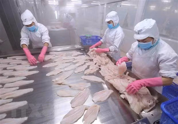  Reportan amplio crecimiento en la exportación de pescado Tra de Vietnam al Sudeste Asiático ảnh 1