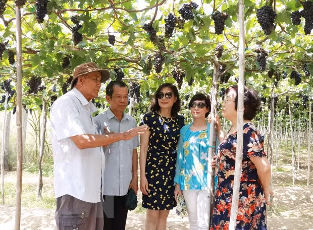 Aumenta la llegada de turistas a ciudad vietnamita de Ninh Thuan en días feriados ảnh 1