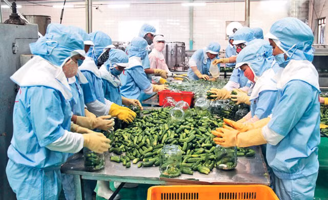 Vietnam ingresa 3,62 mil millones de dólares por ventas de productos agrícolas en mayo ảnh 1