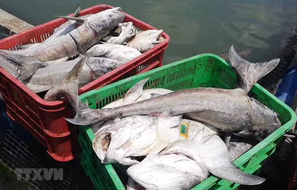 Especialistas advierten disminución grave de reserva de peces en el Mar del Este ảnh 1 Especialistas advierten disminución grave de reserva de peces en el Mar del Este ảnh 1