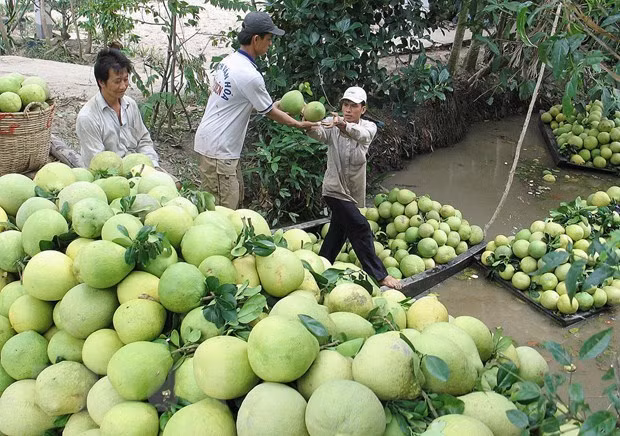 Chile autoriza importación de pomelos vietnamitas ảnh 1