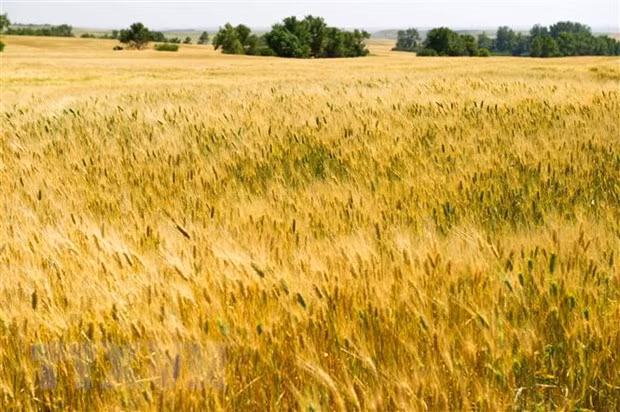 Malasia llama a cooperación estrecha de APEC en seguridad alimentaria ảnh 1 Malasia llama a cooperación estrecha de APEC en seguridad alimentaria ảnh 1