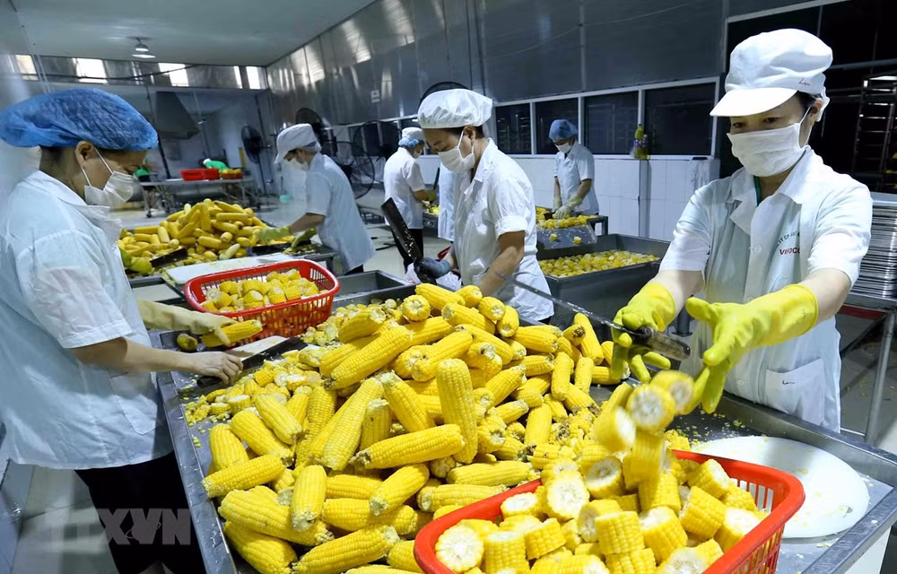 Vietnam ingresa fondo millonario por exportaciones de productos agrícolas a UE en agosto y septiembre ảnh 1