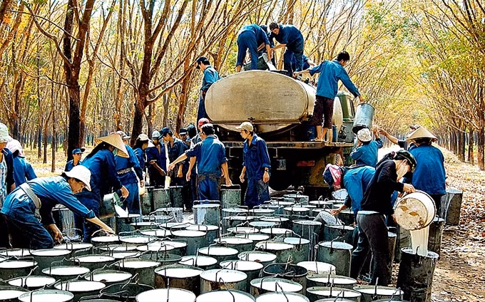 Aumenta valor de exportación de caucho de Vietnam ảnh 1