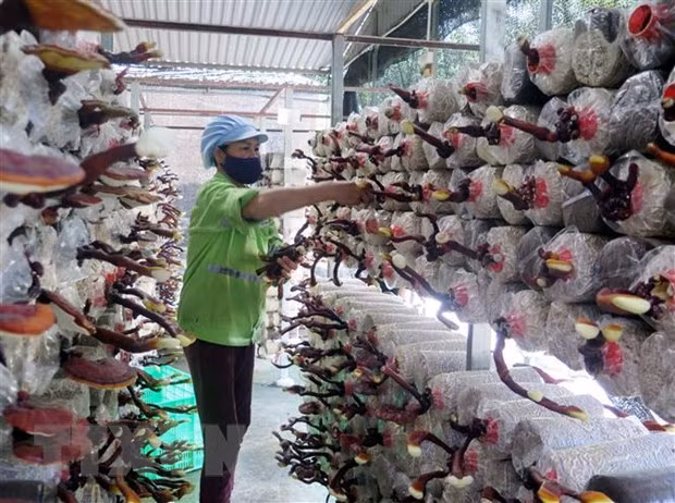 Vietnam hacia aplicación de biotecnología por desarrollo sostenible ảnh 1