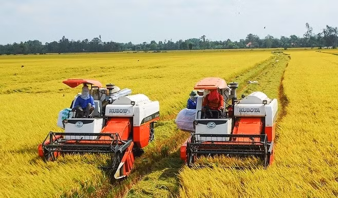 Aumentarán exportaciones de arroz vietnamita en 2023 ảnh 1