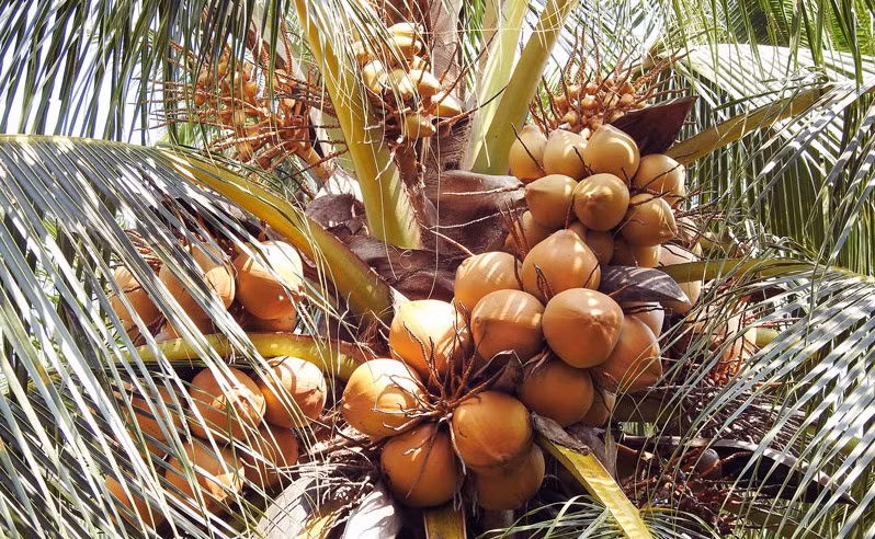 Promueven desarrollo sostenible de la industria de coco de Vietnam ảnh 2 Promueven desarrollo sostenible de la industria de coco de Vietnam ảnh 2