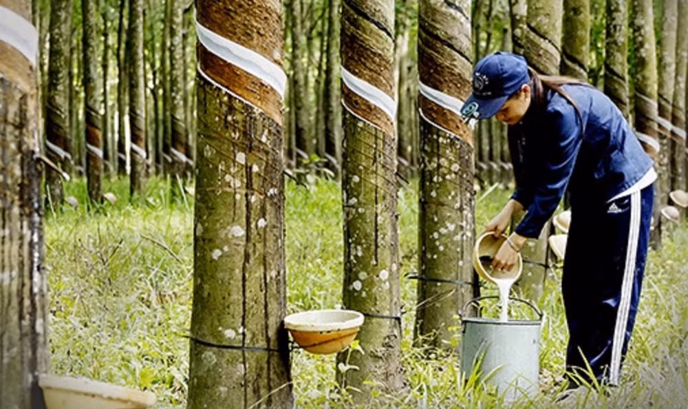 Elevan competitividad de caucho vietnamita en mercado internacional ảnh 1