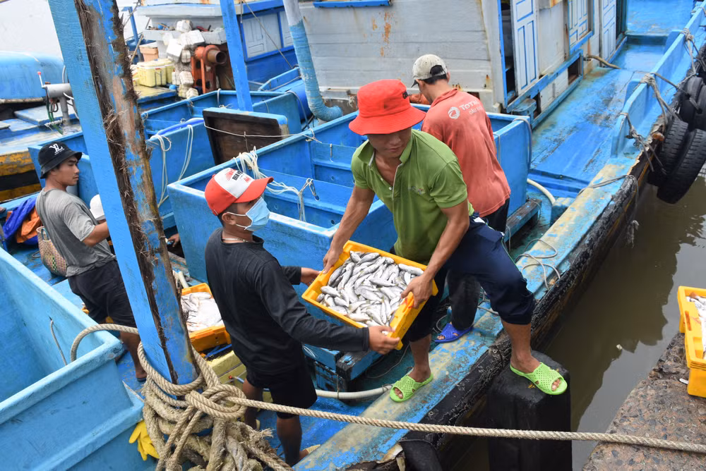 Promueven soluciones propagandísticas en combatir pesca ilegal en Vietnam ảnh 1
