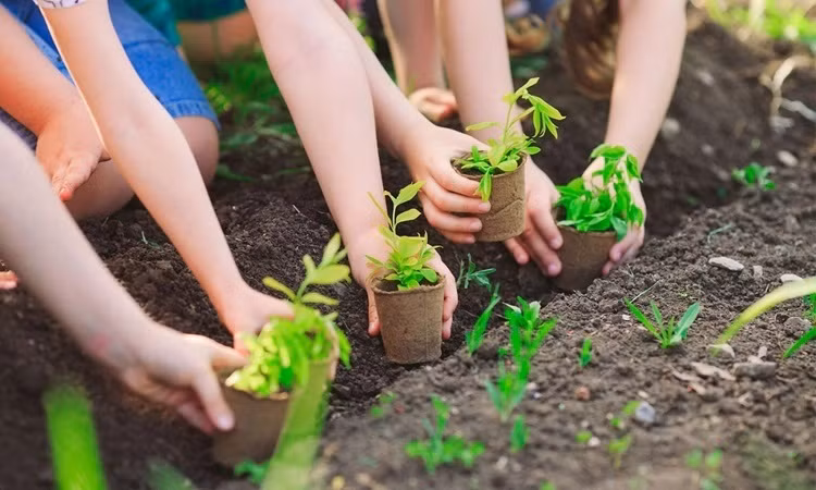 Vietnam se esmera en plantar mil millones de árboles para 2025 ảnh 1