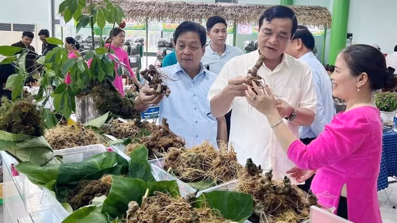 Vietnam por construir marca internacional para el ginseng ảnh 1
